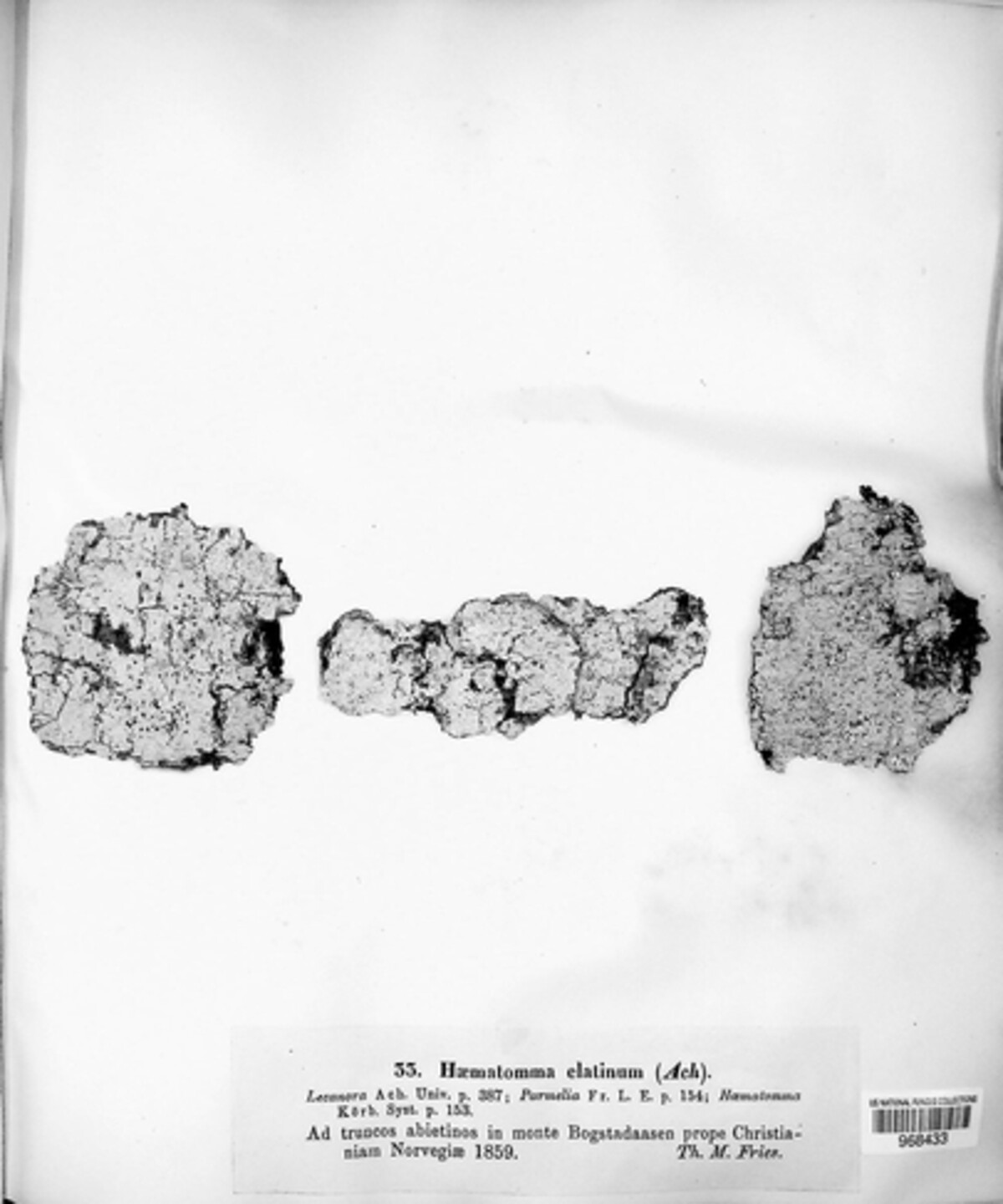 Loxospora elatina image